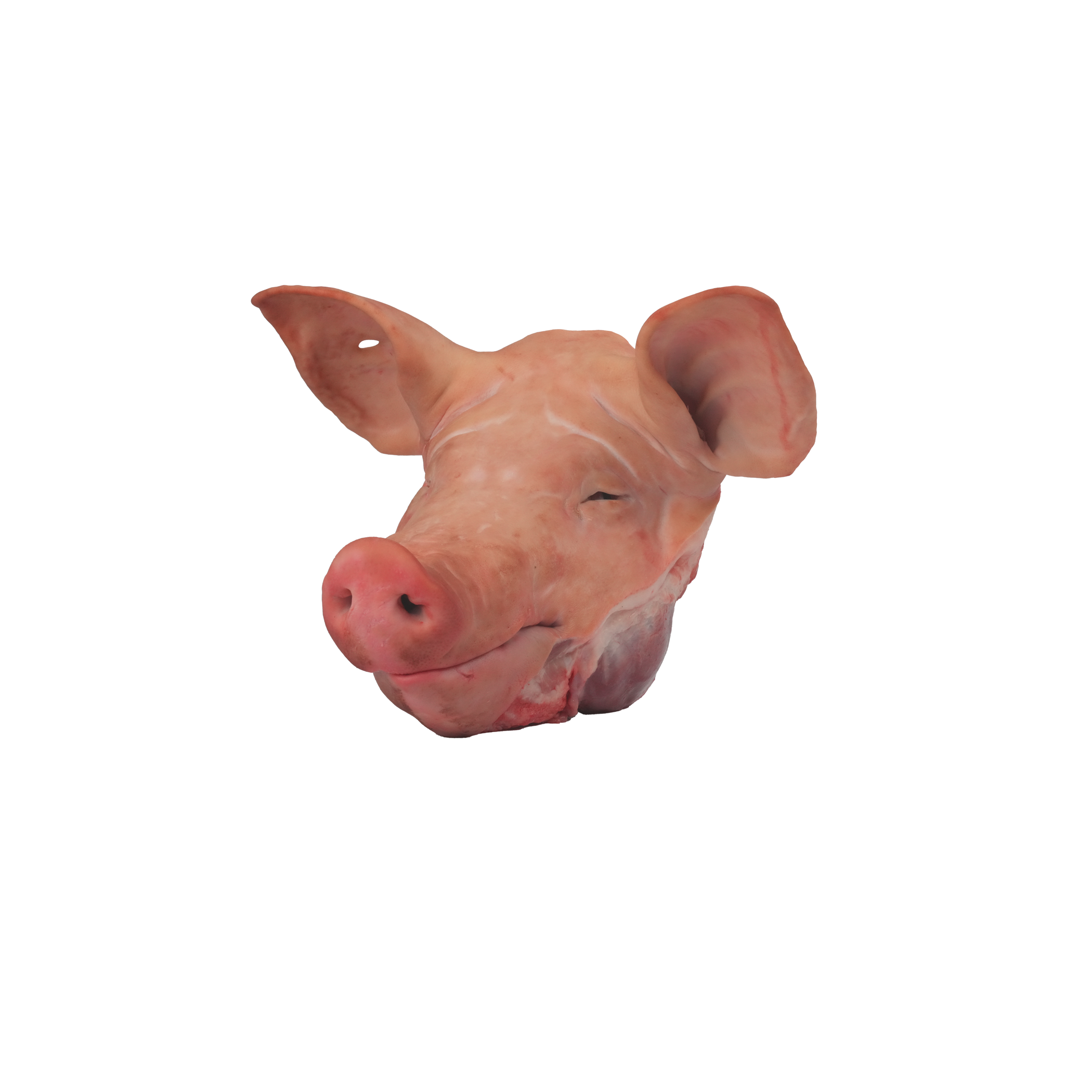 Schweinekopf ganz mit Ohr